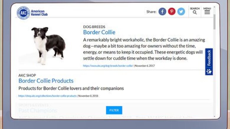 How to Choose a Border Collie