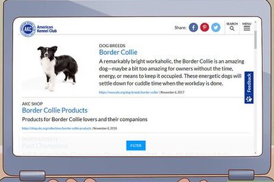 How to Choose a Border Collie