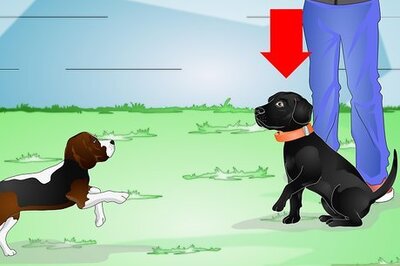 How to Use an Electronic Dog Training Collar