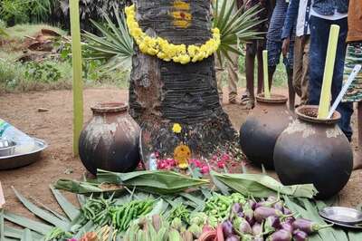 Tamil Nadu's Narasinganur Embraces Eco-Friendly Pongal, Celebrates Palm Tree Protection