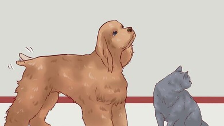 How to Discipline Cats