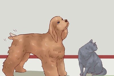 How to Discipline Cats