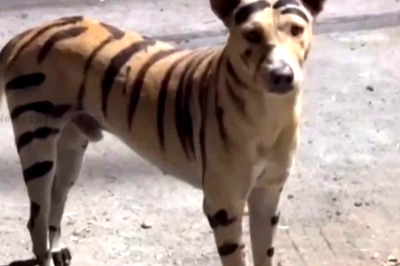 In Puducherry, Miscreants Paint A Dog To Resemble  Tiger And Then This Happened