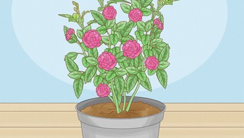 How to Grow Miniature Roses from Cuttings