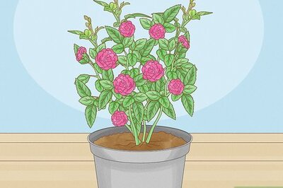 How to Grow Miniature Roses from Cuttings