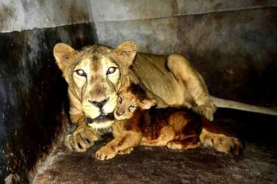 New Little Roar: Amid Covid-19 Lockdown, Assam State Zoo Welcomes Lion Cub Simba