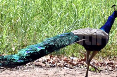 Sanitation Workers' Timely Action Saves Peacock's Life in Tamil Nadu