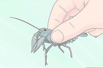 How to Catch Crawfish