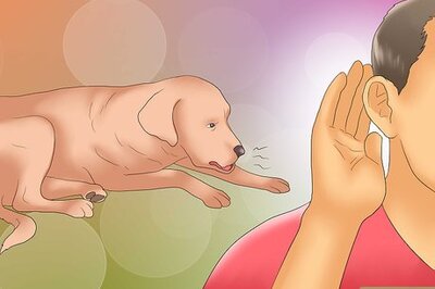 How to Recognize Kennel Cough in Dogs