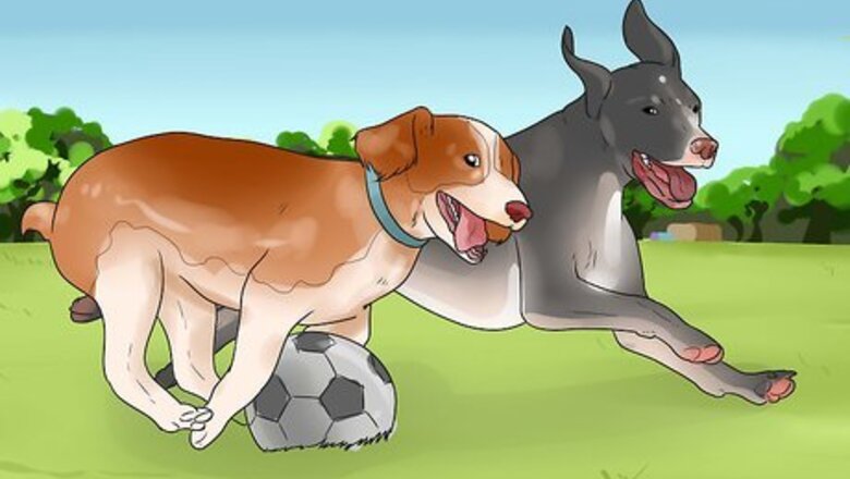 How to Keep Your Dog Busy for Hours