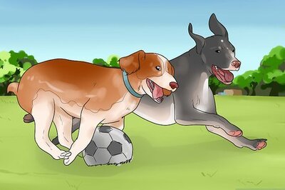 How to Keep Your Dog Busy for Hours
