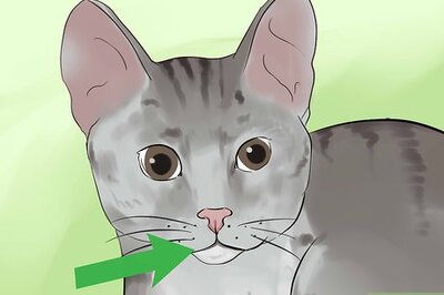 How to Identify a Li Hua Cat