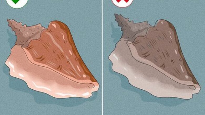 How to De-Shell and Cook Conch