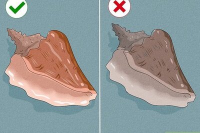 How to De-Shell and Cook Conch