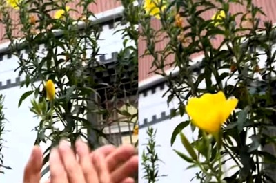 Watch: Group Of People Claps In Front Of A Tree, Its Flower Blooms