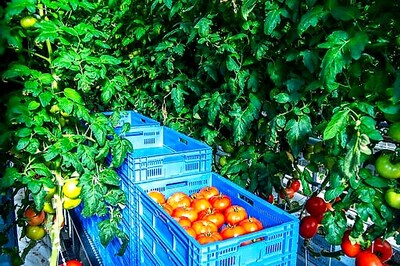 High-tech Indoor Farmer AppHarvest Starts Shipping Tomatoes