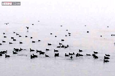 Snapshot: Migratory birds spotted at Srinagar's Dal Lake
