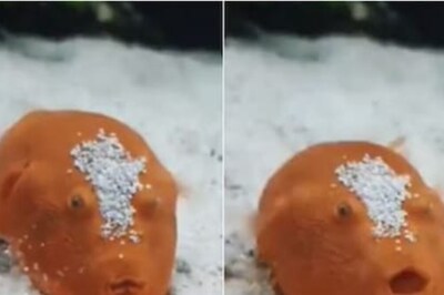 This Fish, Found In Africa's Congo, Can Change The Colour Of Its Skin