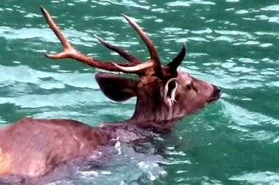 Kashmiri Hangul, stranded in Baglihar Lake for 3 days, swims to safety