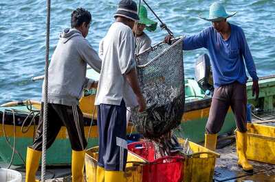 16 Tamil Nadu Fishermen Arrested by Sri Lankan Navy Near Palk Strait