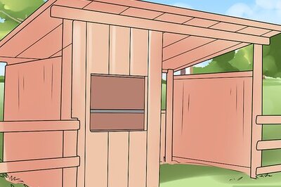 How to Care for a Miniature Horse