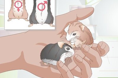 How to Breed Dwarf Hamsters