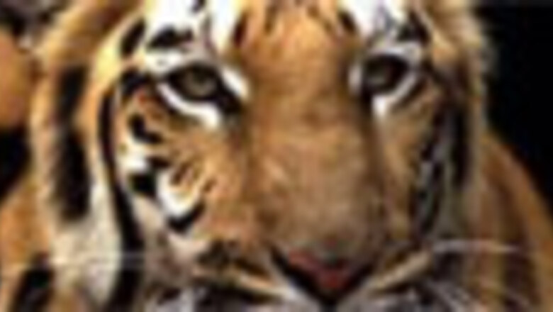 Tigers vanishing, 16 reserves in mess: govt