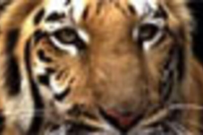 Tigers vanishing, 16 reserves in mess: govt