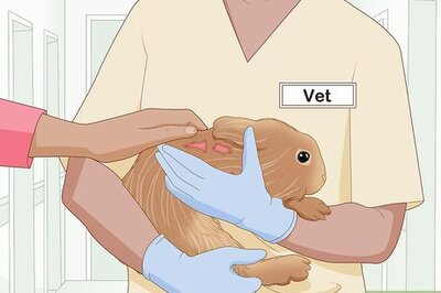 How to Care for an Injured Rabbit