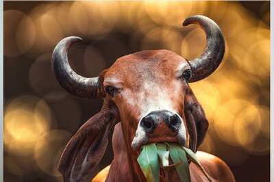 Cow's Lower Jaw Blows Up into Pieces After Accidently Chewing Fire Cracker in Kanpur