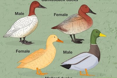 How to Identify a Male or Female Duck using Appearance and Behavior