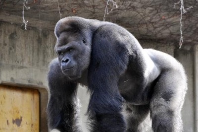 Women flock to Japan zoo to see 'hunky' gorilla
