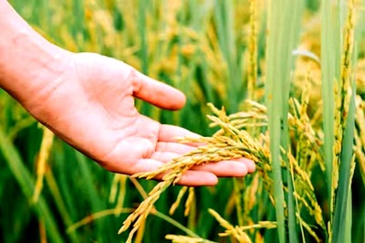 Cabinet Clears Higher MSP for Rabi Crops for Marketing Season 2025-26