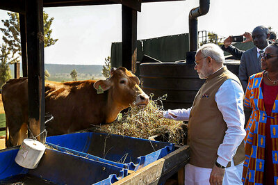 Budget 2019: Modi Govt to Set up National Cow Commission, RSS Adds ‘Desi’ Angle to It