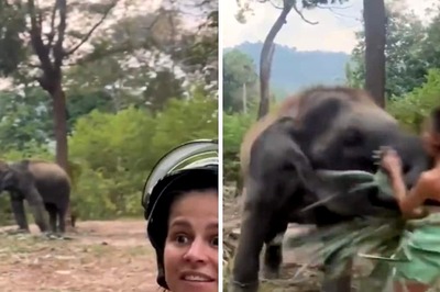 Don't Mess With An Elephant When Its Eating And This Video Shows why