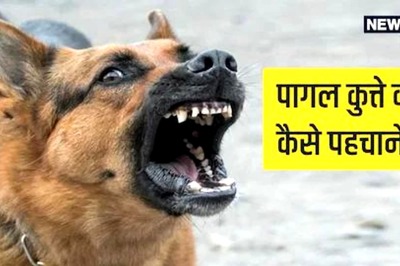 Is Your Furry Friend Suddenly Turning Aggressive? Here's What You Need to do