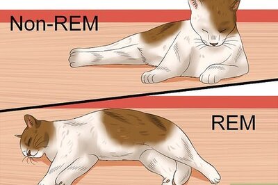 How to Wake up a Cat