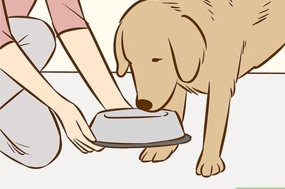 How to Use a Pet to Help You Cope with Chronic Pain