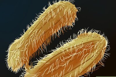 How to Get Rid of Parasites