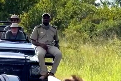 Watch: Lion Casually Walks By A Jungle Safari Guide And Then...