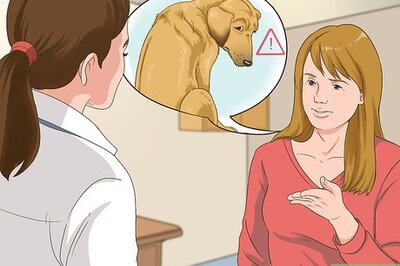 How to Manage Behavioral Dysfunction in Older Dogs