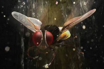 'Makkhi' to imitate a popular Salman Khan dance move