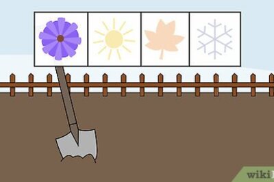 How to Grow Hostas