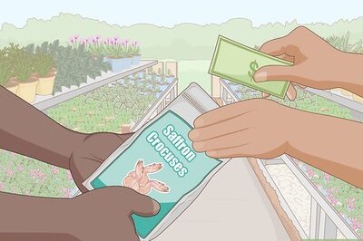 How to Grow Saffron Indoors