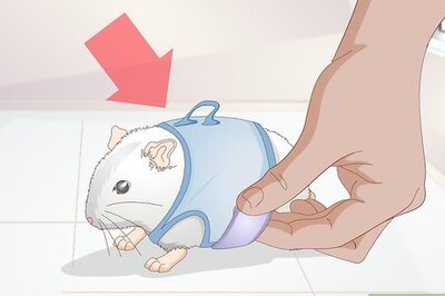 How to Walk Your Hamster