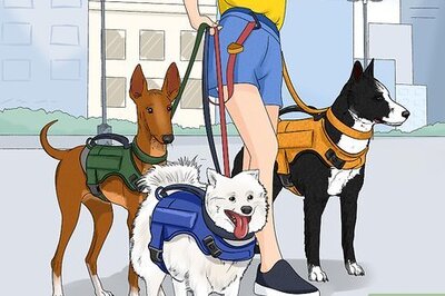 How to Train Your Service Dog Without a Professional Trainer