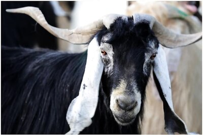 US Congress Expands Animal Cruelty Law, Makes 'Crushing' Federal Crime