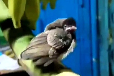 Tamil Man’s Kind Gesture Of Making Room For 2 Birds In His Banana Shop Impress Locals