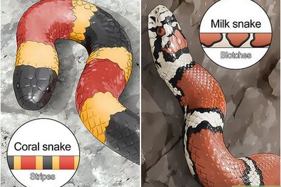 How to Tell the Difference Between a Milk Snake and a Coral Snake