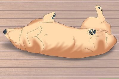 5 Reasons Why Your Dog Likes to Sleep on Their Back